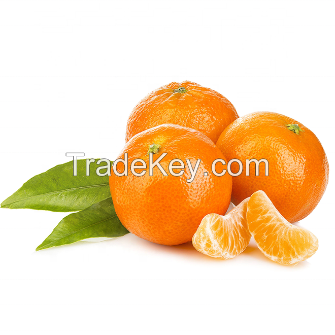  Fresh fruit delicious oranges for sale Fresh Navel Orange