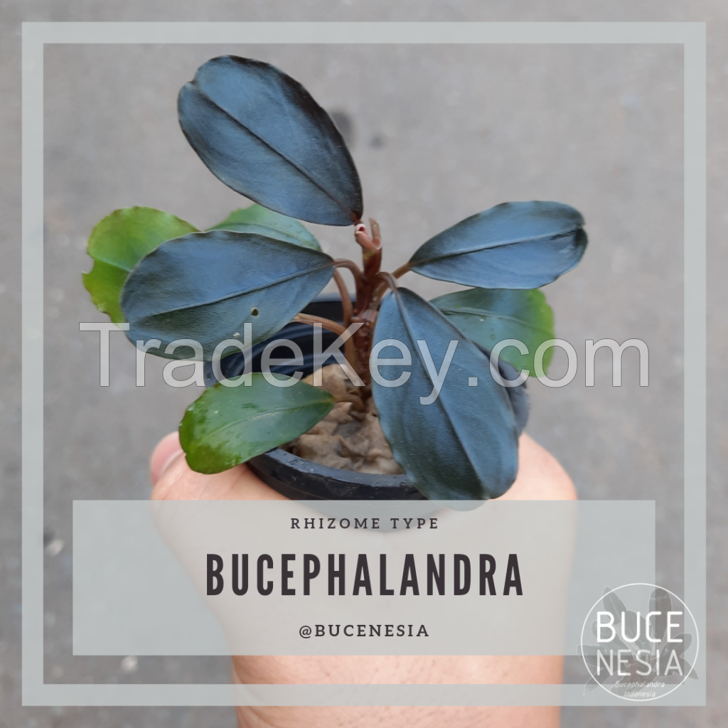 Bucephalandra Sp. Red Lemon