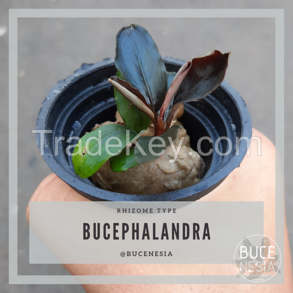 Bucephalandra Sp. Red Lemon