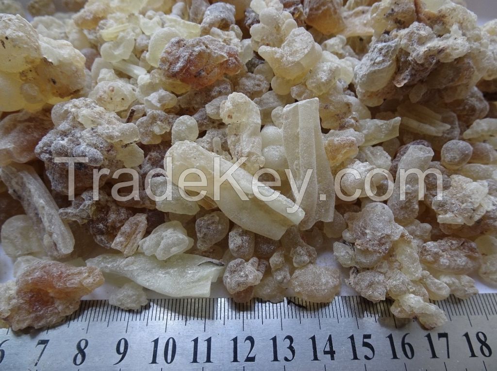 Frankincense Carteri