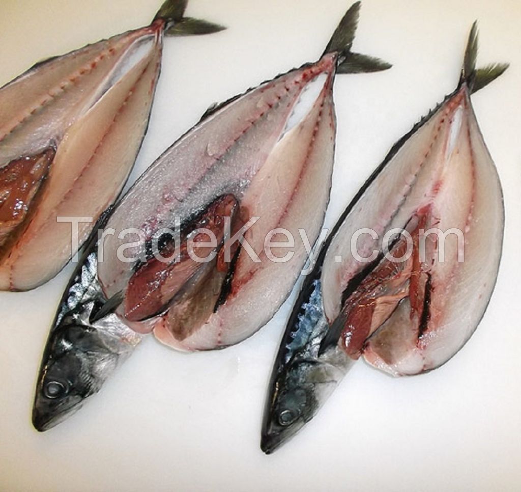 Frozen Atlantic Mackerel Fish Scomber Scombrus 