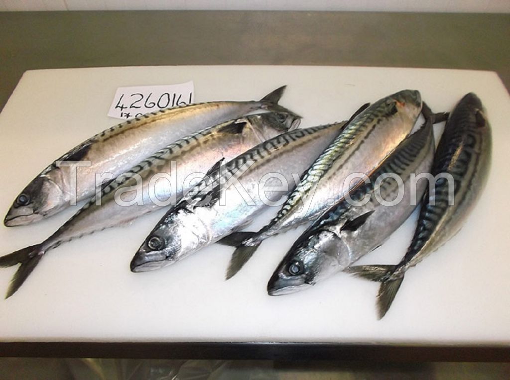 Frozen Atlantic Mackerel Fish Scomber Scombrus 