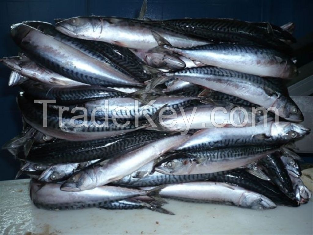 Frozen Atlantic Mackerel Fish Scomber Scombrus 