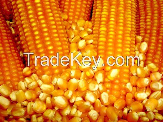 Best Quality Natural Yellow Corn /Maize For Animal