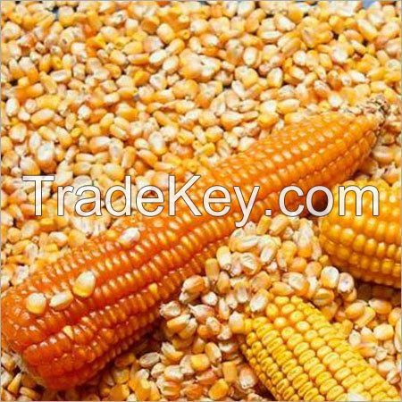 Best Quality Natural Yellow Corn /Maize For Animal
