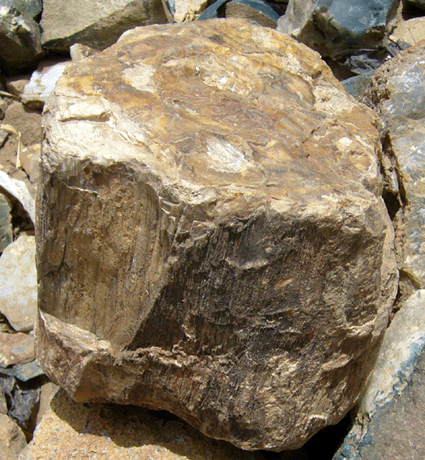 petrified wood