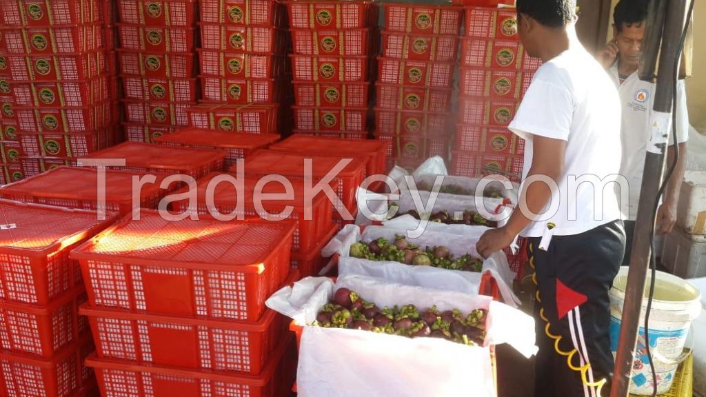 FRESH MANGOSTEENS