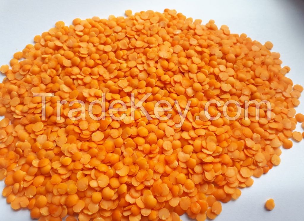 PREMIUM QUALITY BEST PRICE EXPORT GREEN RED LENTILS( MASOOR DAL)