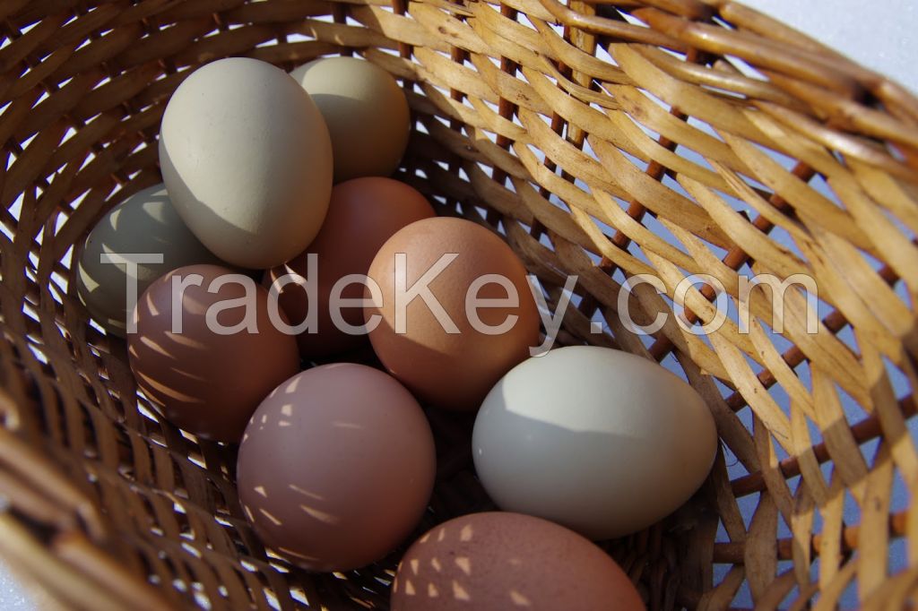 Good quality White &amp;amp; Brown Fresh Chicken Table Eggs
