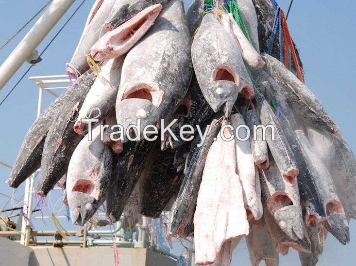 Whole Tuna Fish for Sale/ Frozen Fresh Black Fin Tuna on Marketing Sales/fresh Tuna Fish Available for Wholesale