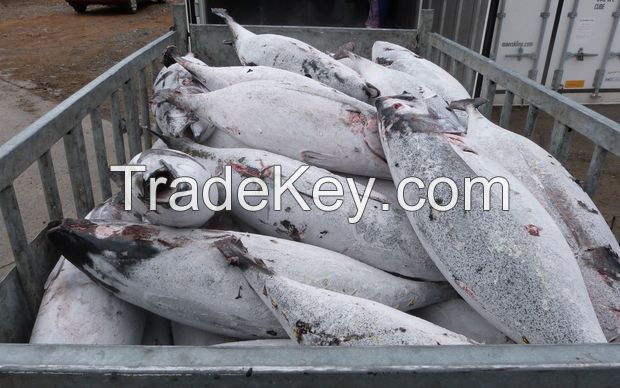 Whole Tuna Fish for Sale/ Frozen Fresh Black Fin Tuna on Marketing Sales/fresh Tuna Fish Available for Wholesale