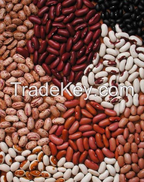 High Quality Black,Red,White Kidney Beans 2019 Crop Year 