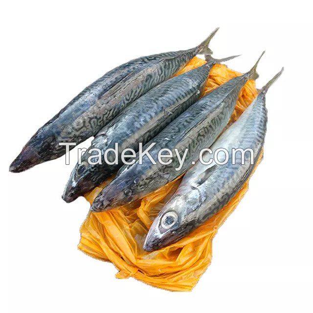 Fresh Black Tilapia and Mackerel Fish for sale