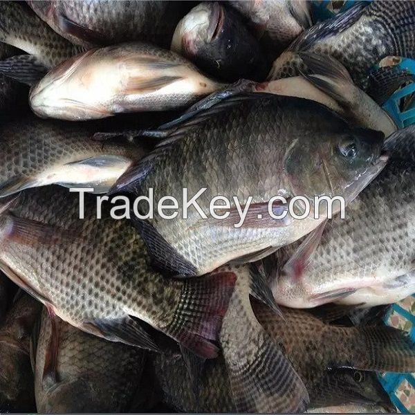 Fresh Frozen Black Tilapia and Mackerel Fish for sale