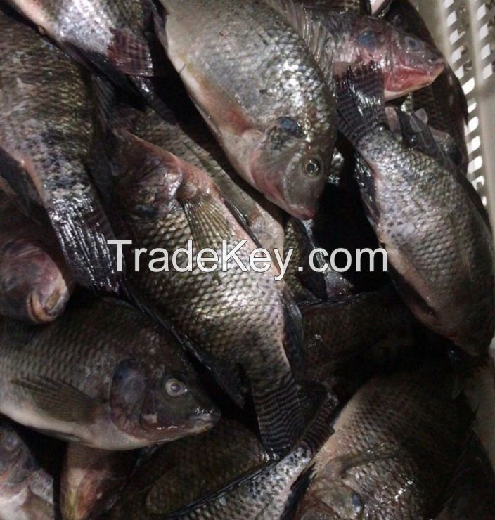 Fresh Frozen Black Tilapia and Mackerel Fish for sale