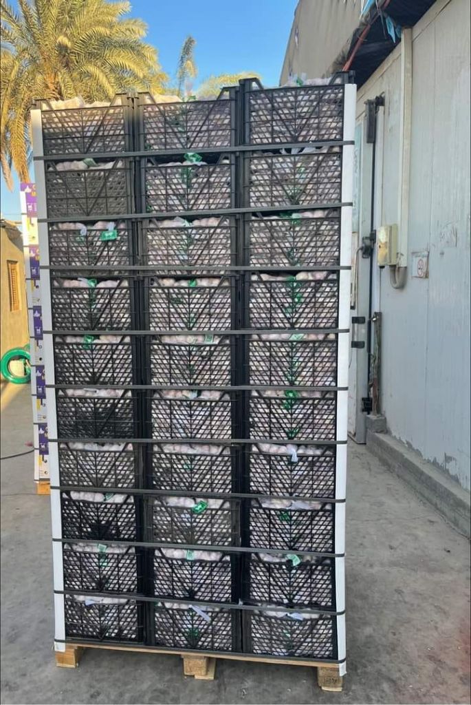 Fresh Egyptian Garlic