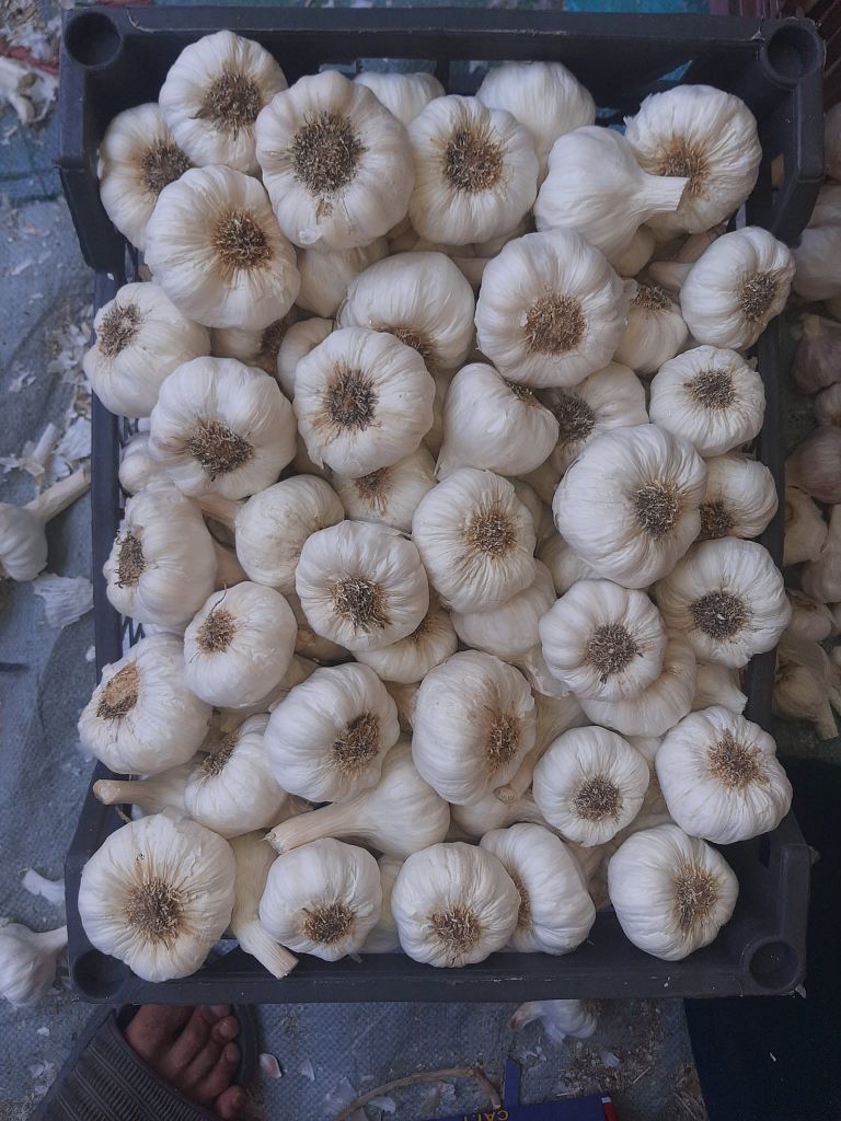 Fresh Egyptian Garlic