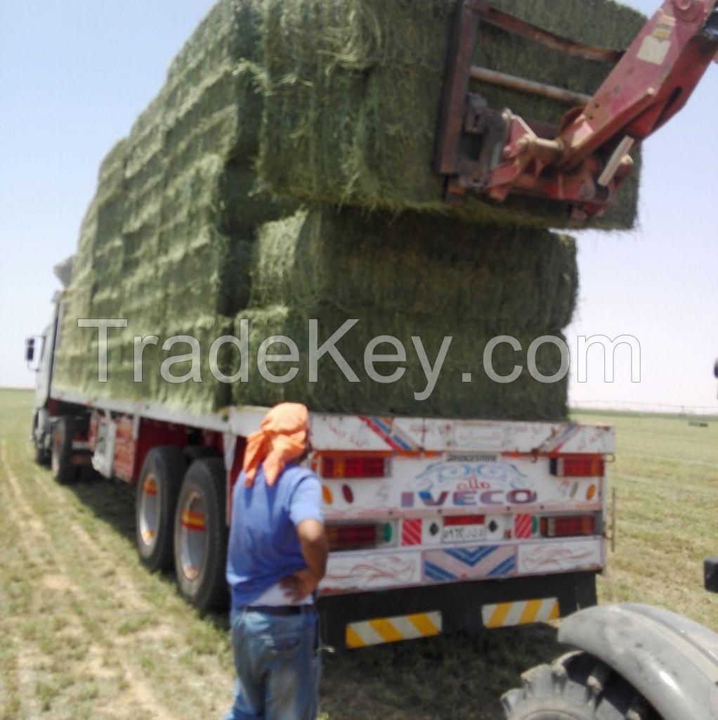 Premium Egyptian Alfalfa Hay â?? High Protein 20%