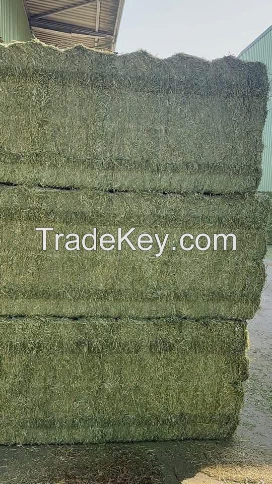 Premium Egyptian Alfalfa Hay â?? High Protein 20%