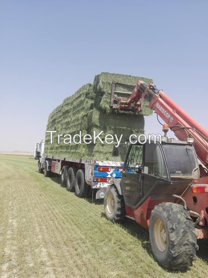 Premium Egyptian Alfalfa Hay â?? High Protein 20%