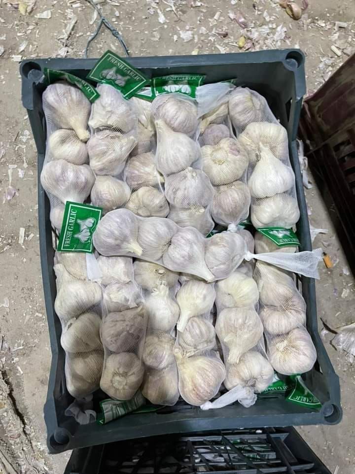 Fresh Egyptian Garlic