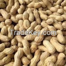 High-Quality Egyptian Peanuts