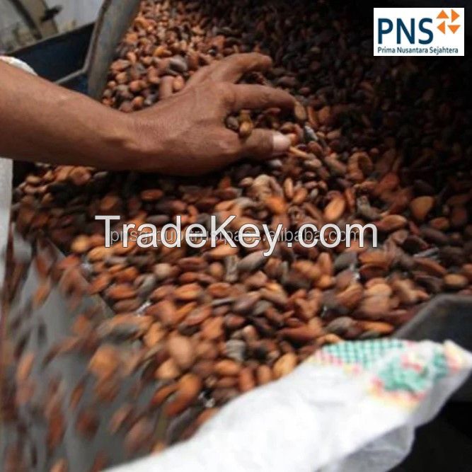 Forastero Roasted Cacao Beans Premium Processing Type Product