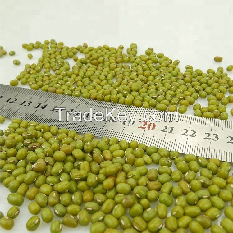 New Crop Mung Bean Seed Nice Price Green Mung Bean Vigna Beans