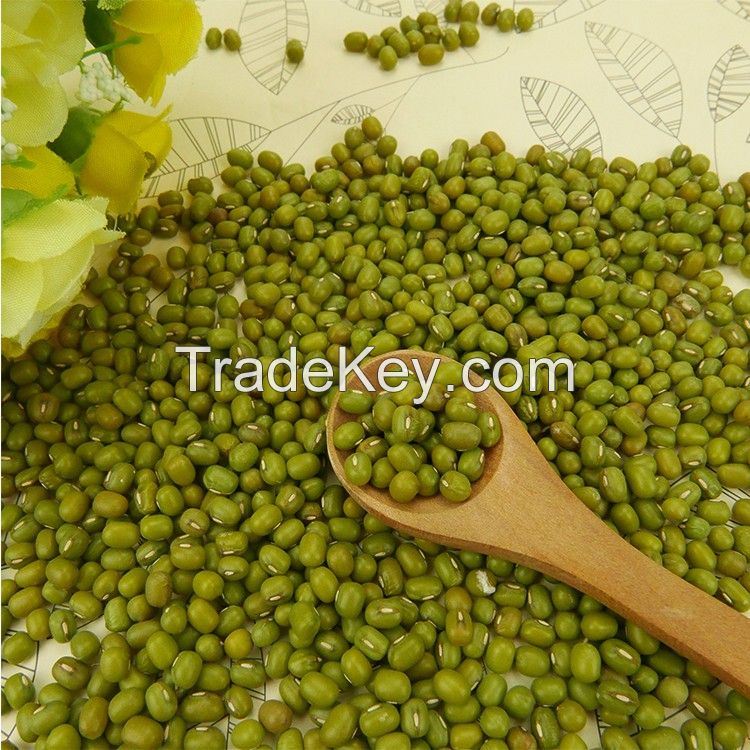 New Crop Mung Bean Seed Nice Price Green Mung Bean Vigna Beans
