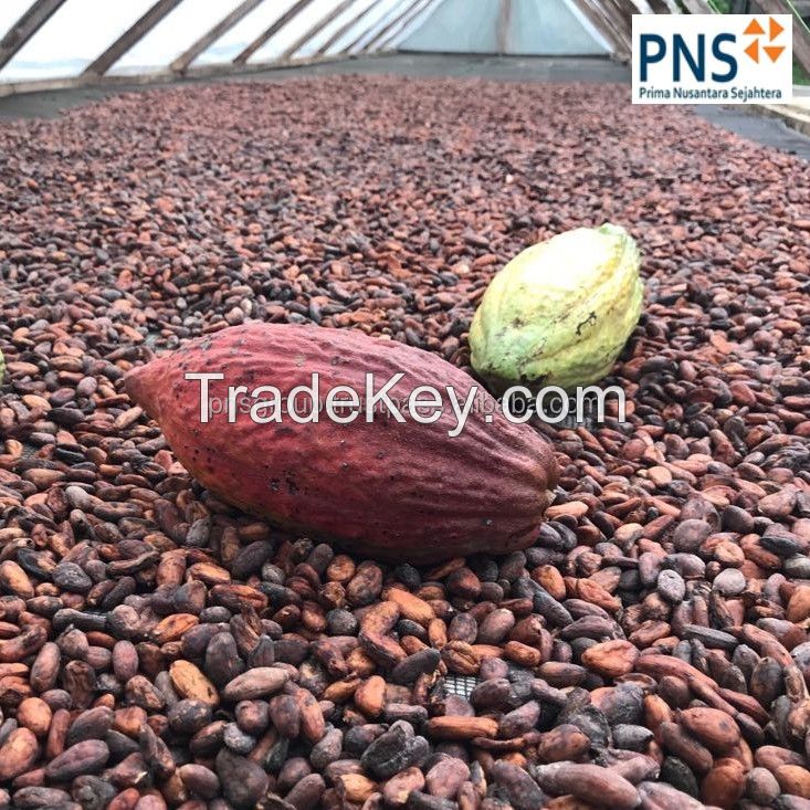 Forastero Cocoa Bean Products Premium Quality Green Dried Cacao Beans From North Sumatra Indonesia for Flavouring Foods Drinks