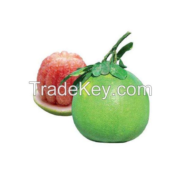 Fresh Style and Citrus Fruit Product Type Grapefruits/ Valencia Orange/ Navel Oranges/ Mandarin/