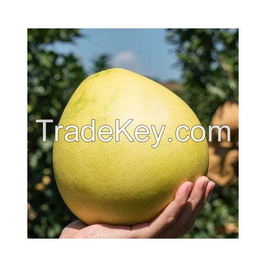 Fresh Style and Citrus Fruit Product Type Grapefruits/ Valencia Orange/ Navel Oranges/ Mandarin/