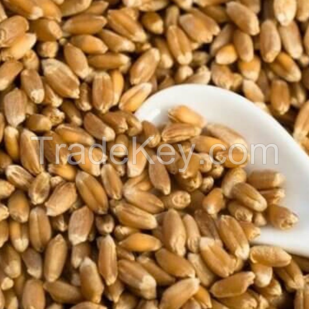 Best Quality Durum Wheat Semolina Flour Quality Rice Flour Bulk Packed