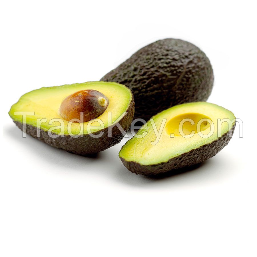 AVOCADO FRESH Aguacate Fresh Fruit Hass Avocados for Sale Rich Green Premium Tropical Peru Box Style Caliber Packing