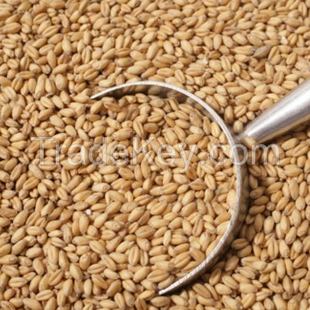 Best Quality Durum Wheat Semolina Flour Quality Rice Flour Bulk Packed