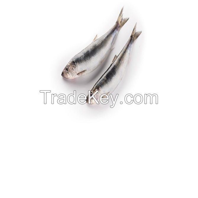 100-200g Frozen Mackerel Fishes Prices