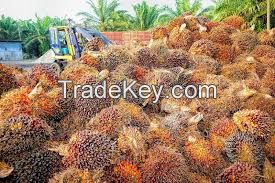 palm oil