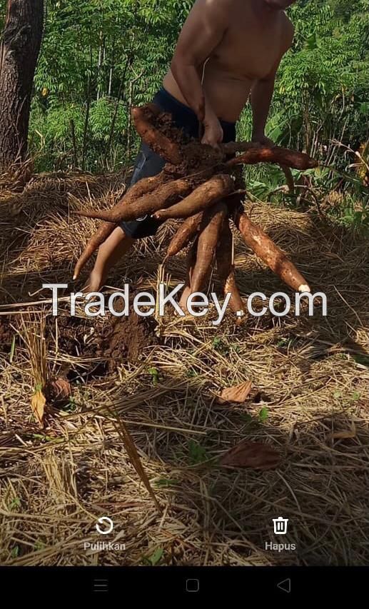 fresh cassava