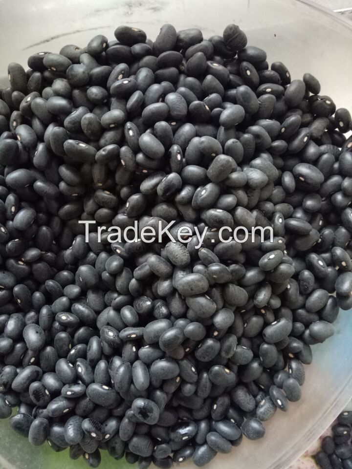 Black kidney beans