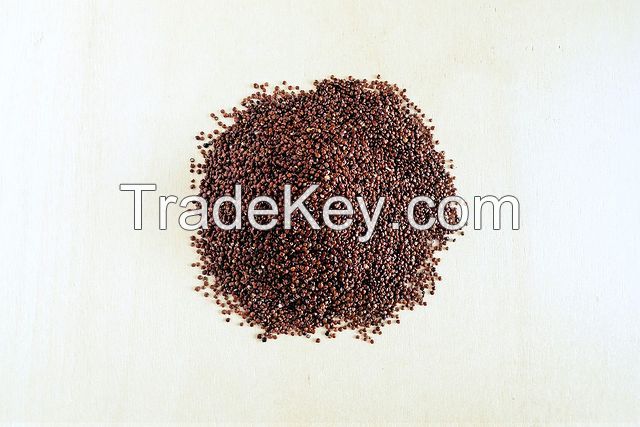 Quinoa seeds for export