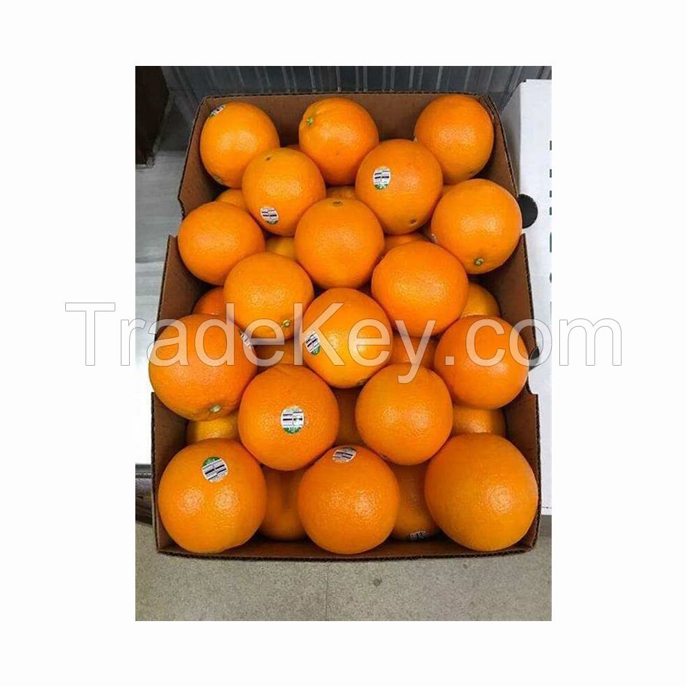 Fresh oranges for export