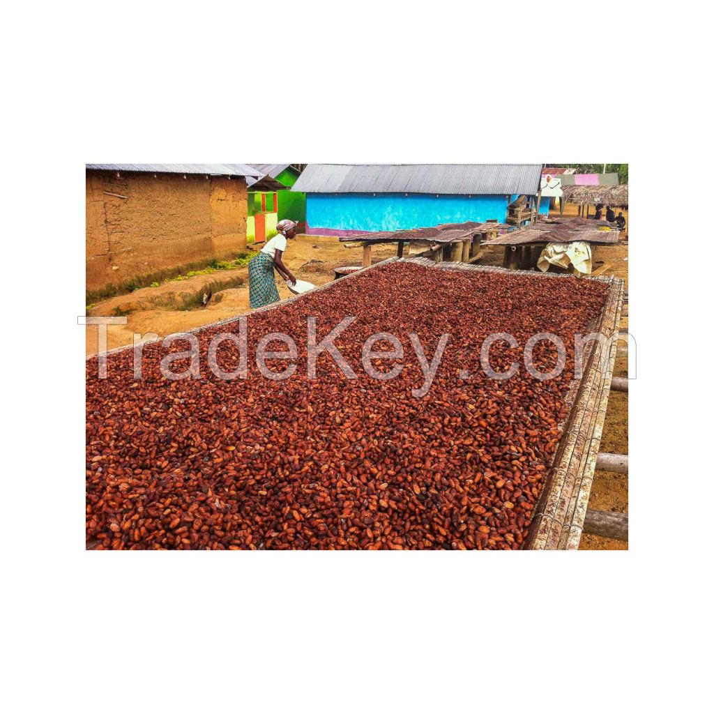 raw cocoa beans, bulk cacao, fermented cocoa beans for sale