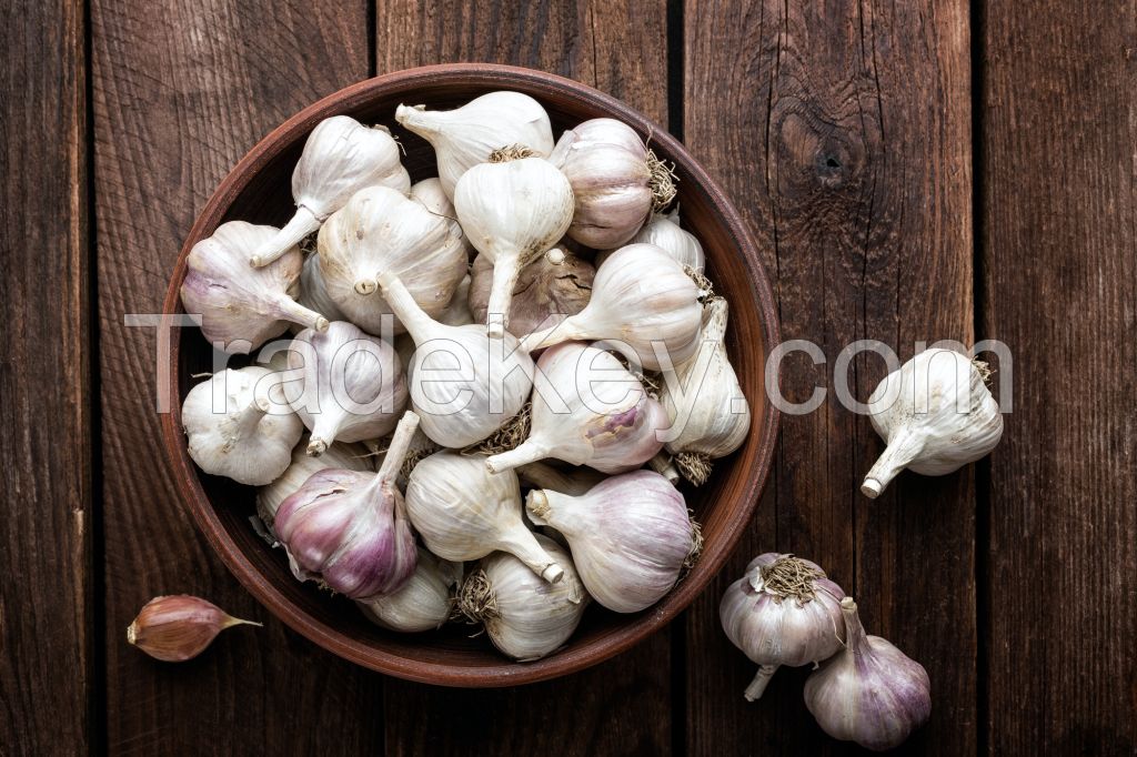 Garlic