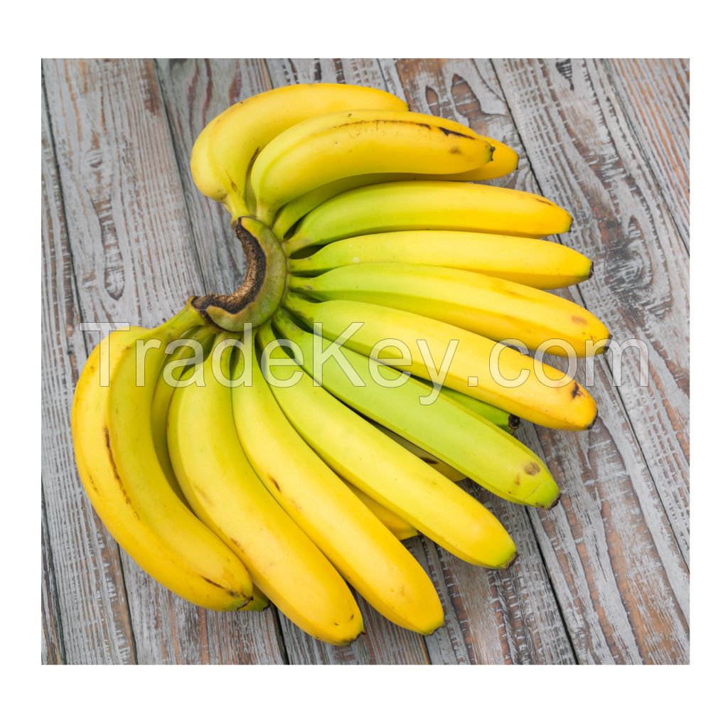 Green Fresh Cavendish Banana Have VIETGAP Certification 