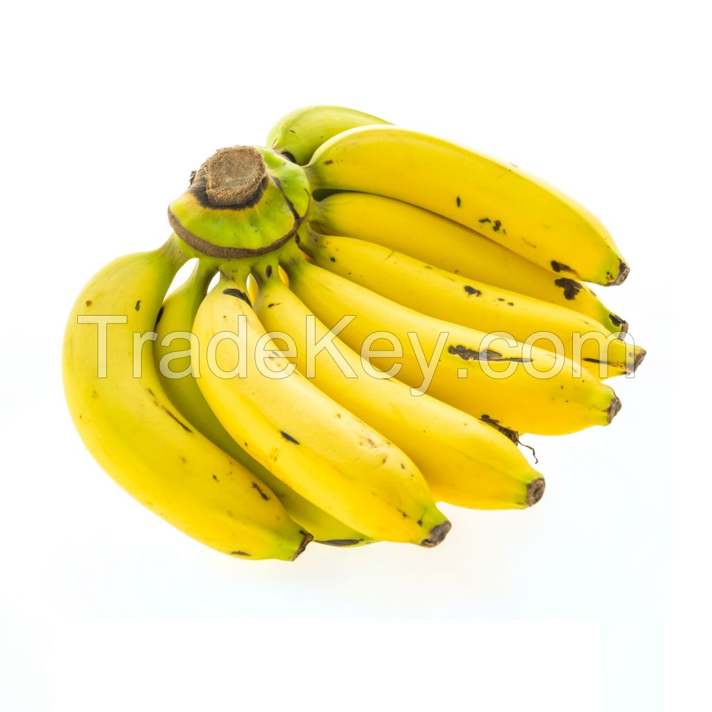 Green Fresh Cavendish Banana Have VIETGAP Certification 