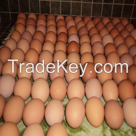 CHICKEN TABLE EGGS FERTILE/ HATCHING CHICKEN EGG IN BULK