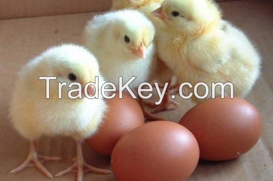 CHICKEN TABLE EGGS FERTILE/ HATCHING CHICKEN EGG IN BULK