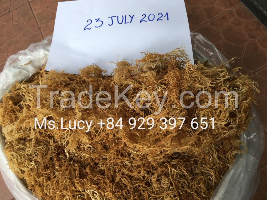 Dried Sea Moss/ Irish Moss/ Eucheuma Cottonii for Export