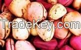 Kolanuts