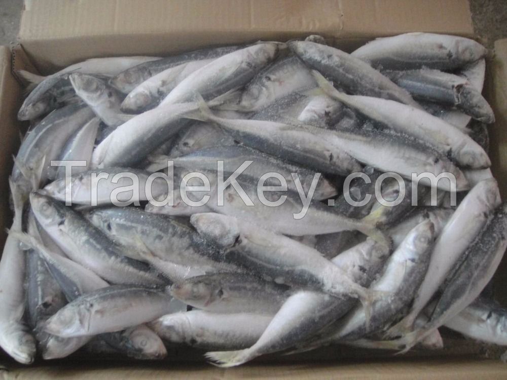 Frozen Mackerel Fish for Sale